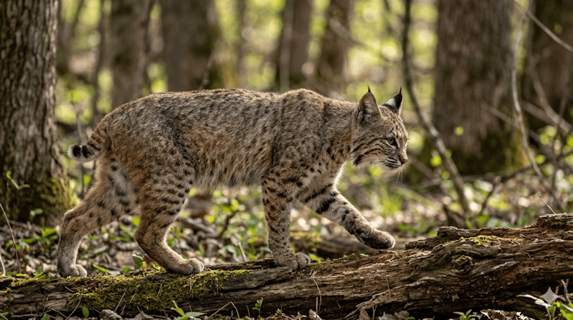 Bobcat